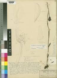 Image result for Platycoryne buchananiana