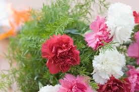 Check spelling or type a new query. 10 Flowers That Represent Death And Symbolize Grief Fengshuied