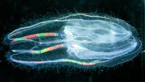 ctenophore from tasmanian waters with refracted rainbow colors bioluminescent jellyfish jellyfish pictures jellyfish