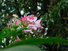 Image result for Cleomaceae