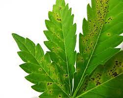 If your pilea is in a bright spot its leaves might be quite light green, which can explain but what do you actually do when you lift the plant from its pot and find a mess of blackening rotting roots? How To Fix Cannabis Calcium Deficiency Ca Pics Symptoms