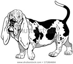 Basset Hound Clipart Black And White Dog Basset Hound Breed Black And White Illustration Hound Breeds Basset Hound Dog Basset Hound