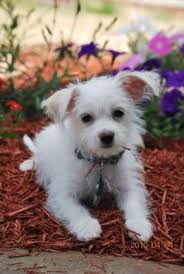 Black And White Maltese Chihuahua Mix Cooper Is A 3 Month Old Malchi Puppy And Is A Wonderful Addition To Our Family We Got Him From A Shelter 3 Weeks A Chihuahua Mix Puppies Puppies Maltese Puppy