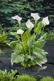 Image result for Zantedeschia aethiopica