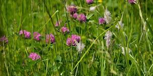 Herbal First Aid: Growing and Foraging Plants for Self Care