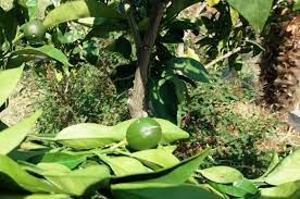 Check spelling or type a new query. Orange Tree Propagation And Pollination Wikifarmer