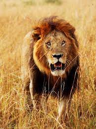 Black Maned Lion Black Maned Lion At Masai Mara National Park In Real Life Some Male Lions Are Born With Black Mane Big Cats Art Cute Cats And Dogs Wild Cats