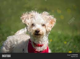 The chow chow, eurasier, finnish lapphund, norwegian elkhound, samoyed (or smiling sammie, pictured here) and swedish lapphund are all medium to large dog breeds with curly tails that can claim the spitz family as their own. Small White Dog Curly Image Photo Free Trial Bigstock