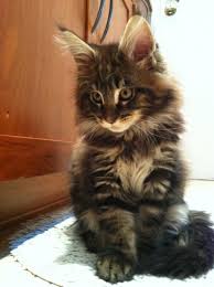 Adopting a cat from maine coon rescue or a shelter. Coons Kin Cat Maine Coons About Coonskin Cat Maine Coons