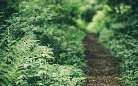 Flower stand is located at 422 huey road and is open wednesdays and saturdays from. Hd Wallpaper Nature Forest Ferns Path Depth Of Field Plant Growth Wallpaper Flare