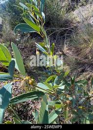 Image result for Rhoicissus revoilii