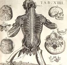 гайморит симптомы и лечение у взрослых в домашних условиях 6 Faktov O Pozvonochnike Vintage Medical Humanoid Sketch Vintage