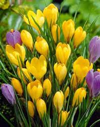 Occorrono terreni argillosi e calcarei ed. Consigli Per Piantare E Diradare I Bulbi Giardinaggio Piante E Fiori