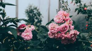 A gorgeous botanical gift for the floral lover in. Aesthetic Flower Desktop Wallpaper Hd 1920x1080 Download Hd Wallpaper Wallpapertip