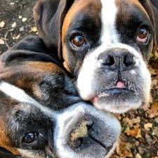 We are sorry for any inconvenience caused. Thistle Boxer Rescue Helping Boxers Across Scotland