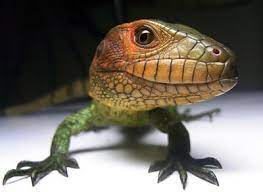 The Ultimate Lizard Northern Caiman - The Featured Creature Reptiles Pet Caiman Lizard Lizard