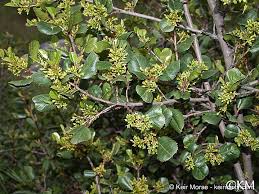 Image result for Rinorea ilicifolia