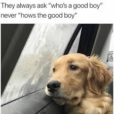 We did not find results for: They Always Ask Who S A Good Boy Meme Ahseeit