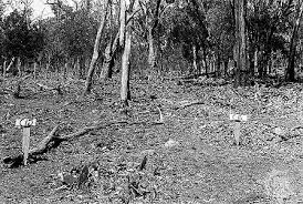 Prickly pears (mostly opuntia stricta) were imported into australia in the 19th century for use as a natural agricultural fence and in an attempt to establish a cochineal dye. Biological Control Of Invasive Prickly Pear Cactus In Australia Students Britannica Kids Homework Help