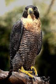australian peregrine falcon falco peregrinus macropus peregrine falcon peregrine beautiful birds
