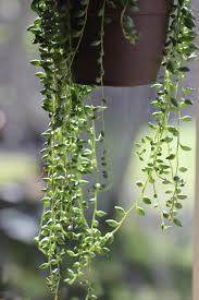 Image result for Senecio forbesii