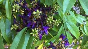 Image result for Millettia drastica