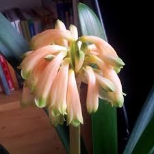 Image result for Clutia robusta