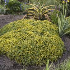 One of your best bets for garden flower identification in your garden is to look at vein patterns in the leaves. 16 Yellow Perennials Walters Gardens Inc