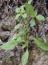 Image result for Pachylobus edulis