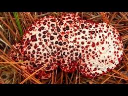 Maybe you would like to learn more about one of these? The Bleeding Tooth Fungus It S Like Something From A Horror Movie Youtube