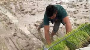 نجاح صيني الأرض صحراوية والمياه مالحة تنتج أرز بمياه البحر تفاصيل Agri2day اجري توداي