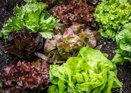 Once it pops out of the ground, pay attention to the height of the leaves. Growing Lettuce Planting Growing And Harvesting Lettuce The Old Farmer S Almanac