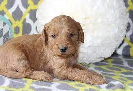 If you are unable to find your goldendoodle puppy in our puppy for sale or dog for sale sections, please consider looking thru thousands of goldendoodle dogs for adoption. Jacy A Female Aca Goldendoodle Puppy For Sale In Goshen In Goldendoodle Puppy For Sale Goldendoodle Puppy Puppies