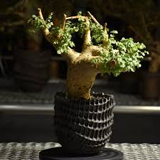 Image result for Cyphostemma saxicola