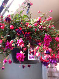 Fushia Hanging Basket Maybe Just Maybe I Wouldn T Kill This Now I Just Have To Find One Hanging Plants Indoor Hanging Plants Hanging Flower Pots
