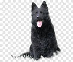 Chow shepherd information and pictures. German Shepherd Chow Shiloh Dog Groenendael Tervuren Breed Long Hair Transparent Png