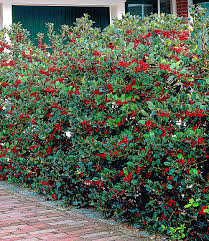 Ilex Hecke Heckenfee Ilex Hecke Hecke Pflanzen Garten Hecken