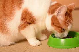 Check spelling or type a new query. Food Allergies In Cats Symptoms Causes Diagnosis Treatment Recovery Management Cost