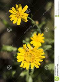 Forma cuscini densi di fiorellini giallo acceso luminoso da inizio estate fino all'autunno con foglie frastagliate argentate. Fiori Gialli Tipo Margherite