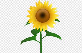 Nah itulah kumpulan 50+ gambar bunga matahari atau sunflower images, baik berupa foto bunga matahari, wallpaper bunga matahari keren, gambar kartun dan gambar sketsa. Konten Gratis Kartun Sunflower Lukisan Cat Air Presentasi Bunga Matahari Png Pngwing