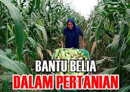 Lantaran itu, semua pihak perlulah memikul. Bantu Belia Dalam Bidang Pertanian Seribu Ombak
