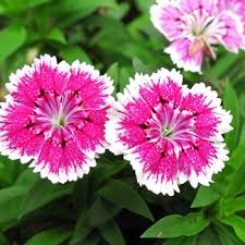 Image result for Dianthus