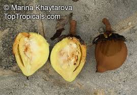 Image result for Pentadesma