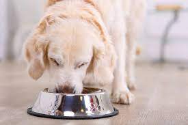 Can Dogs Eat Ground Beef What You Need To Know Hepper