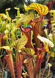 Check spelling or type a new query. Beautiful Carnivorous Plants For Sale