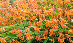Don't forget to provide some support once they get a bit taller. Take It Easy Alan Titchmarsh S Tips On Planting Flowers That Thrive On Neglect Express Co Uk