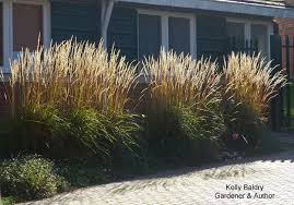 Image result for Monanthotaxis ferruginea