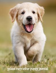 Find golden retriever breeders close to you in montana using our searchable directory. Buy Golden Retriever Puppy Journal 7 44 X 9 69 Inch Wide Ruled Compositon Book Composition Book For Kids 200 Pages Book Online At Low Prices In India Golden Retriever Puppy Journal 7 44