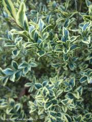 Image result for Buxus acutata