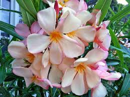 Ihre blüten sind auch in der. Oleander Sorten Bluhende Oleander Eine Auswahl Von Bluhenden Oleandern Aus Dem Oleandergarten Oleanderblute Wunderschone Blumen Mediterrane Pflanzen Garten